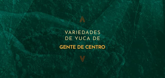Variedades de Yuca